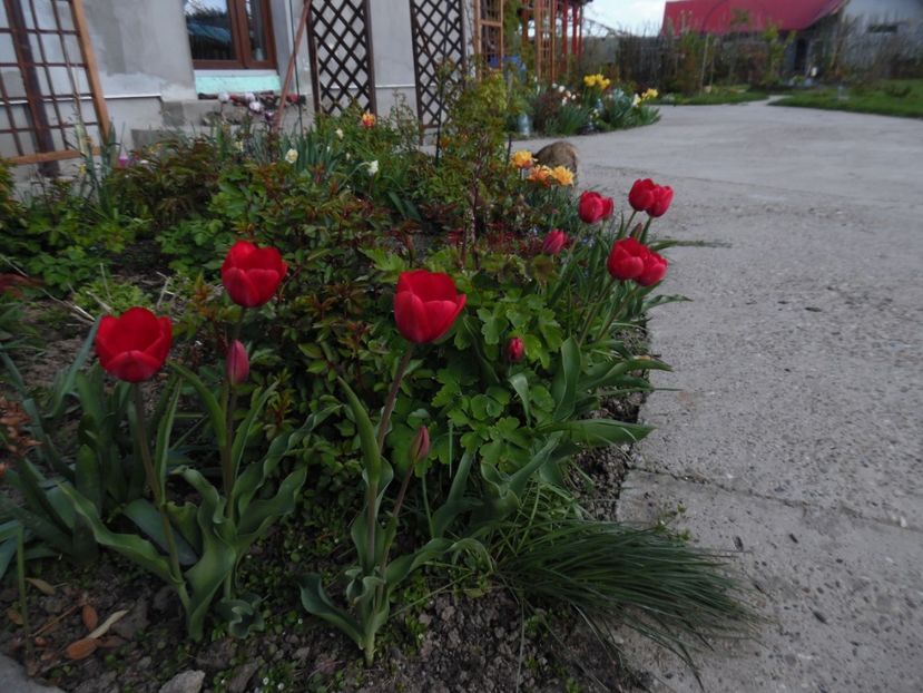  - 000 Aprilie in gradina