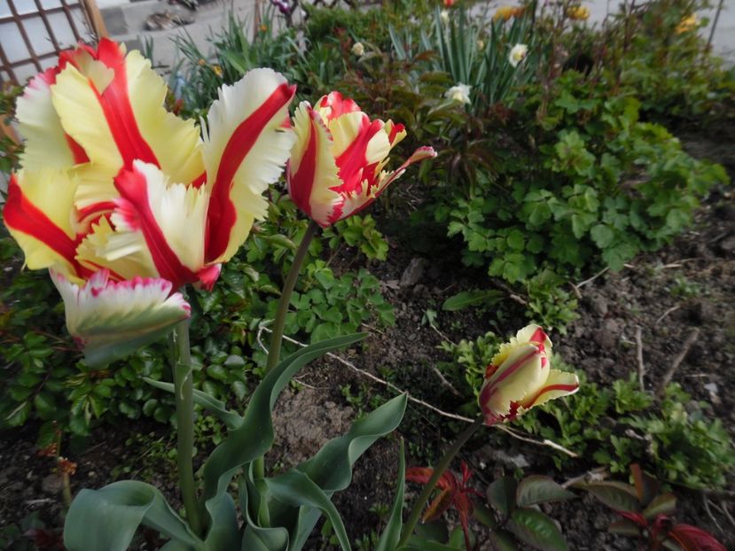  - 000 Aprilie in gradina