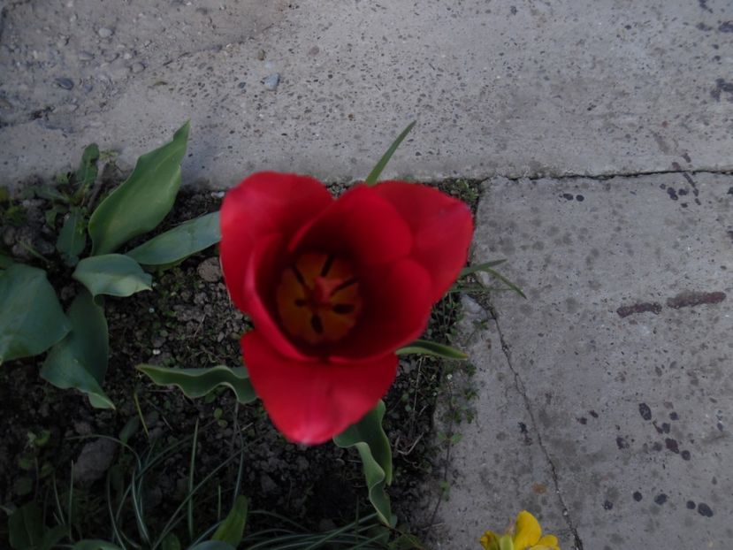  - 000 Aprilie in gradina