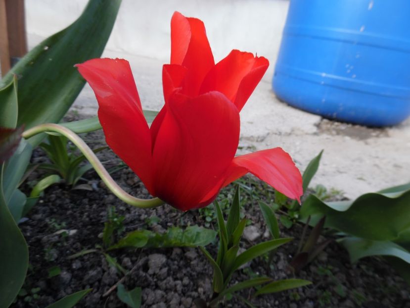 - 000 Aprilie in gradina