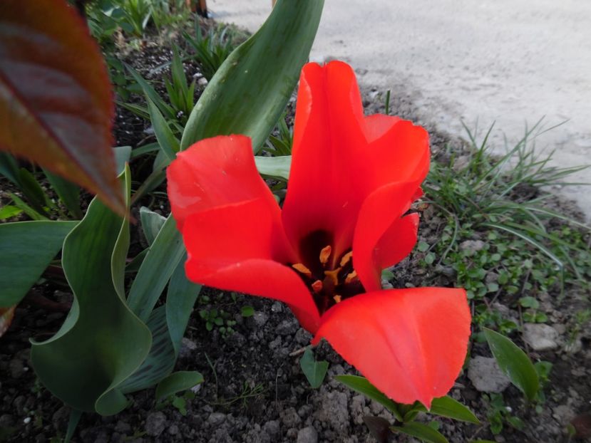  - 000 Aprilie in gradina