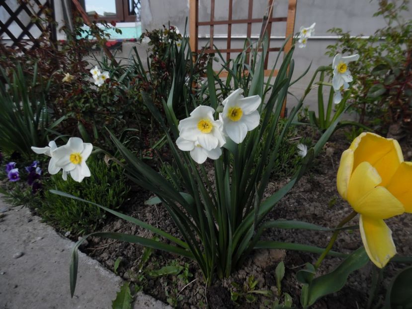  - 000 Aprilie in gradina