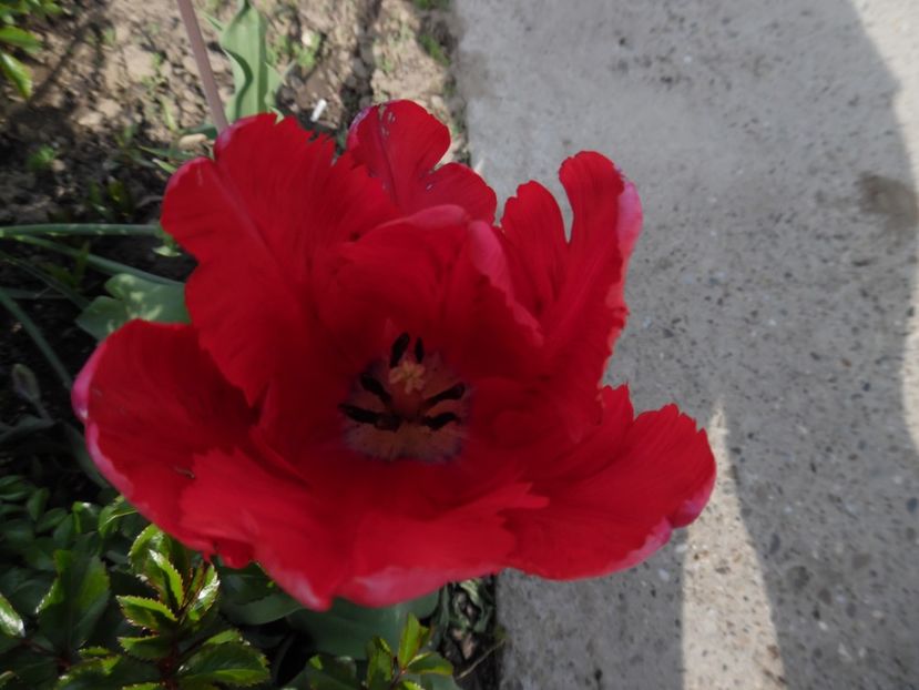  - 000 Aprilie in gradina