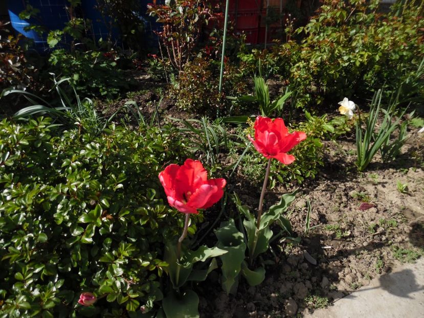  - 000 Aprilie in gradina