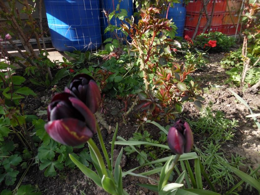  - 000 Aprilie in gradina