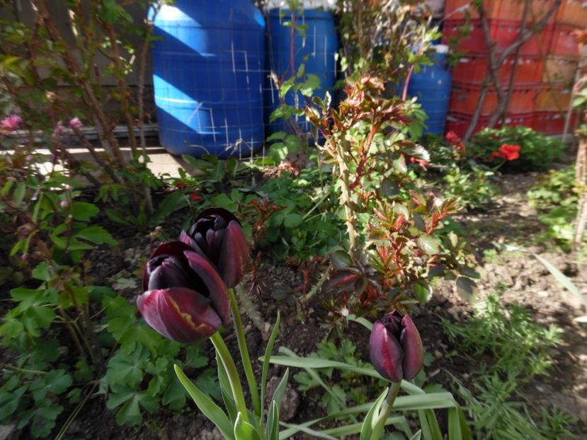  - 000 Aprilie in gradina