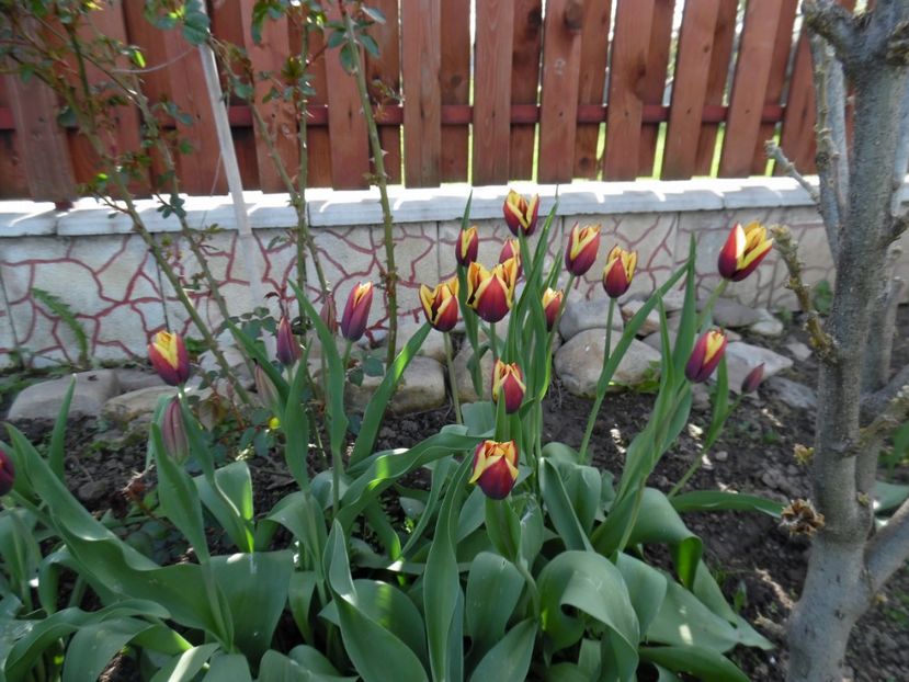  - 000 Aprilie in gradina