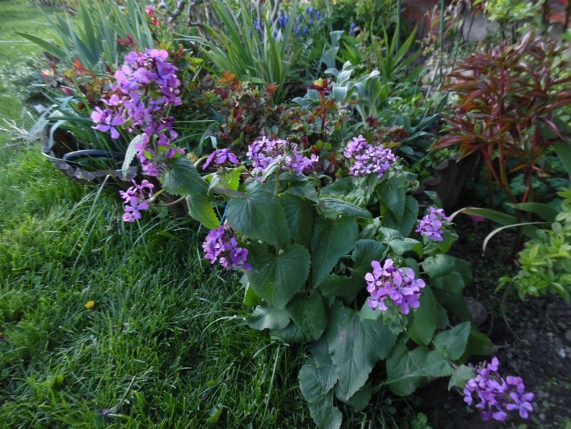  - 000 Aprilie in gradina