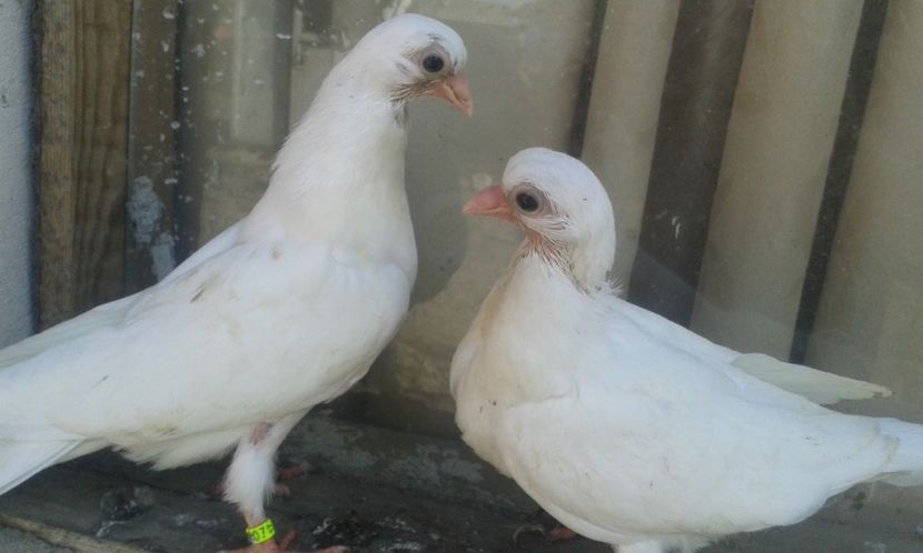 Din galbeni moriscari - z1-pui 2015 2016 2017 2018