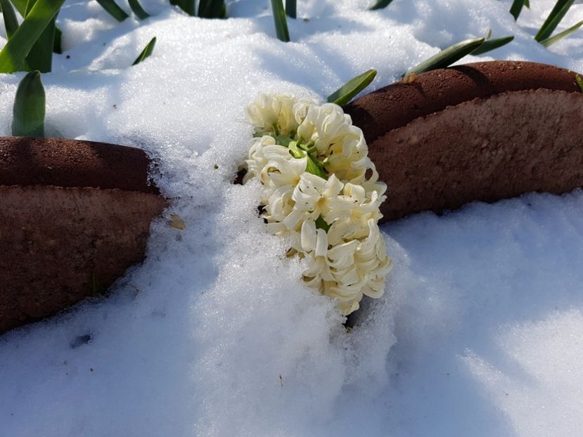 o dimineata atat de claduroasa - primavara 2017