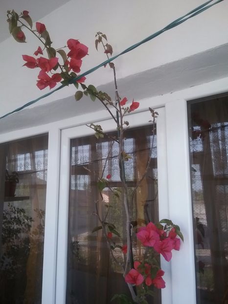  - Bougainvillea rosie-Don Mario