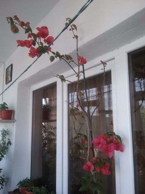  - Bougainvillea rosie-Don Mario