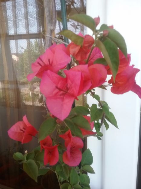  - Bougainvillea rosie-Don Mario