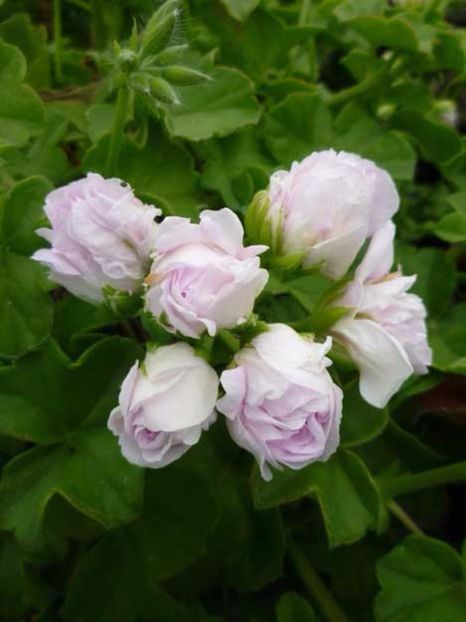 Jacky Gauld - Muscate comandate si primite