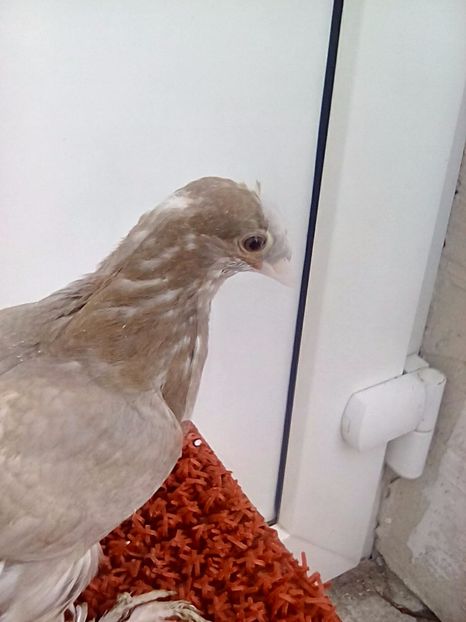 Ciocolatiu cu un cucui - Pui 2017