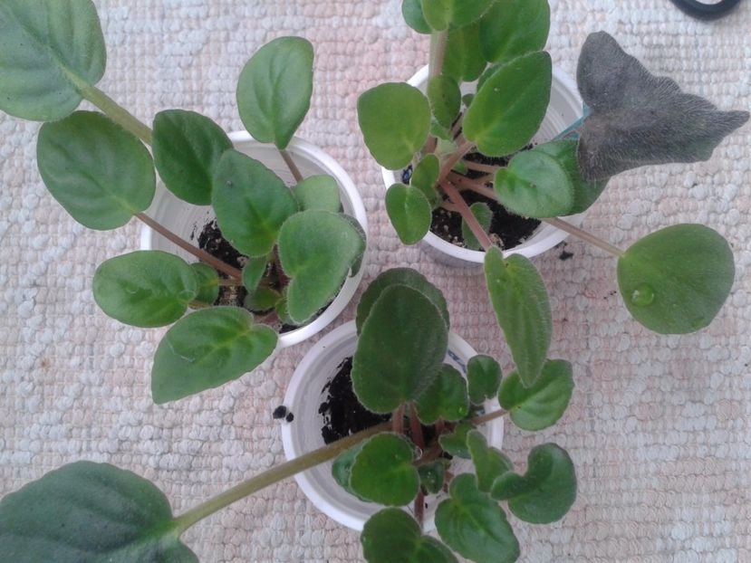 26 apr - ZZ Ionantha