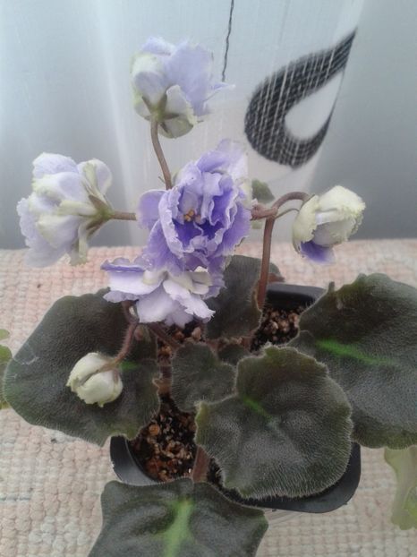 26 apr - ZZ LE Fleur