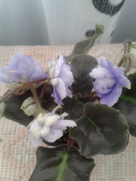 26 apr ( - ZZ LE Fleur