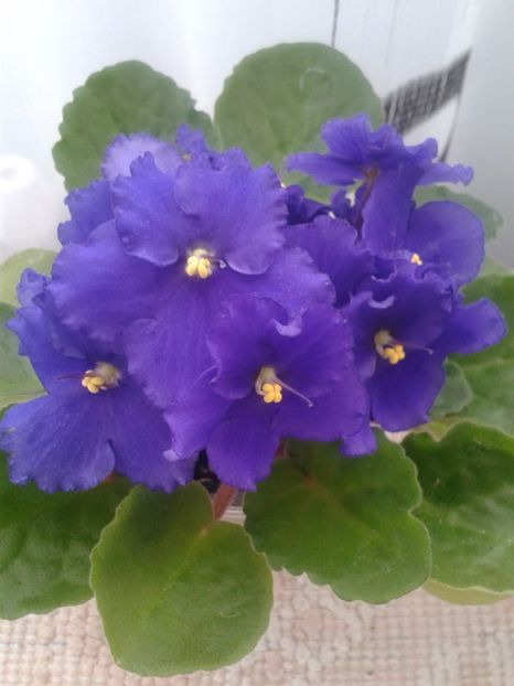 26 apr - AA VIOLETE de COLECTIE