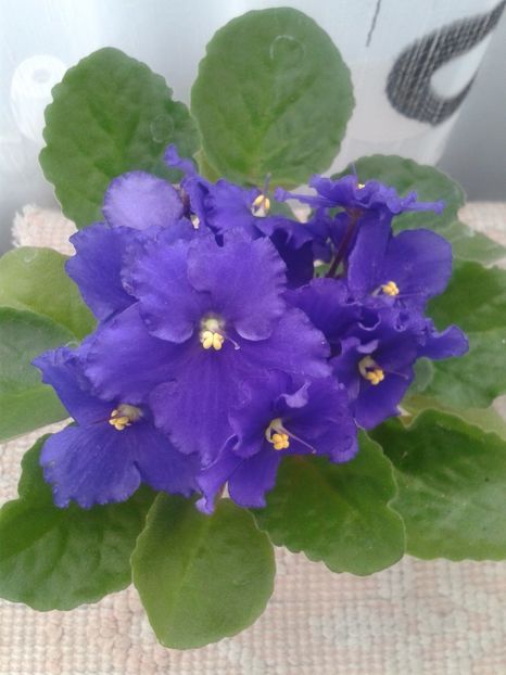 26 apr - AA VIOLETE de COLECTIE