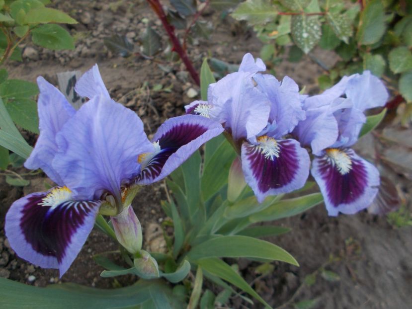  - Irisi-2017 Pumila si Barbata Nana