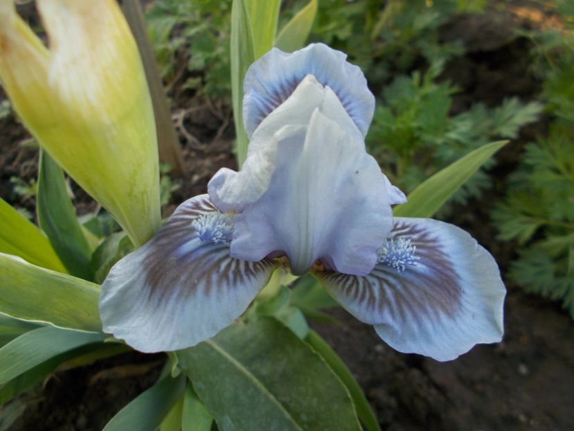  - Irisi-2017 Pumila si Barbata Nana