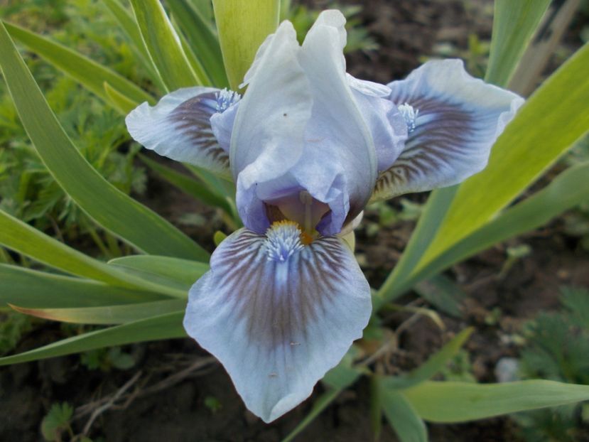  - Irisi-2017 Pumila si Barbata Nana