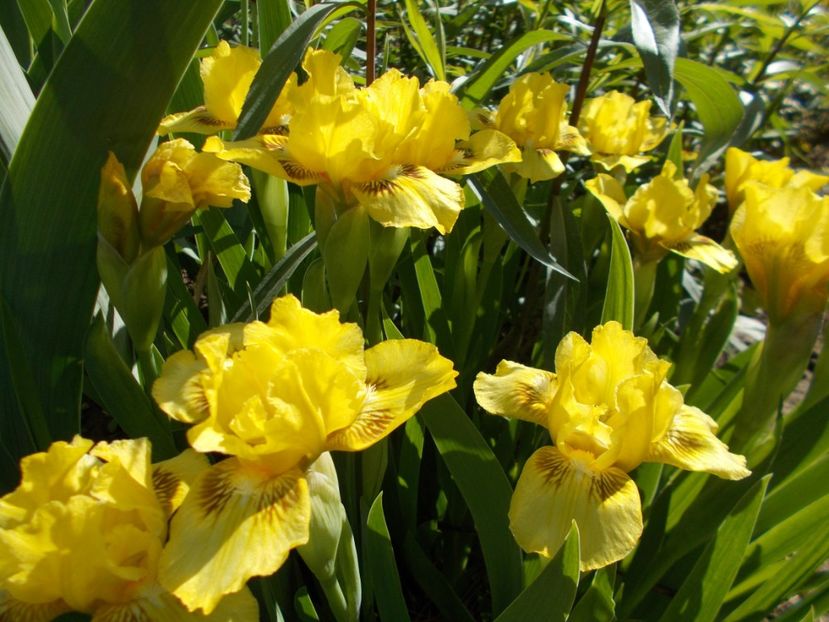  - Irisi-2017 Pumila si Barbata Nana