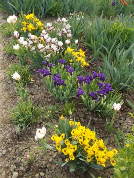  - Irisi-2017 Pumila si Barbata Nana