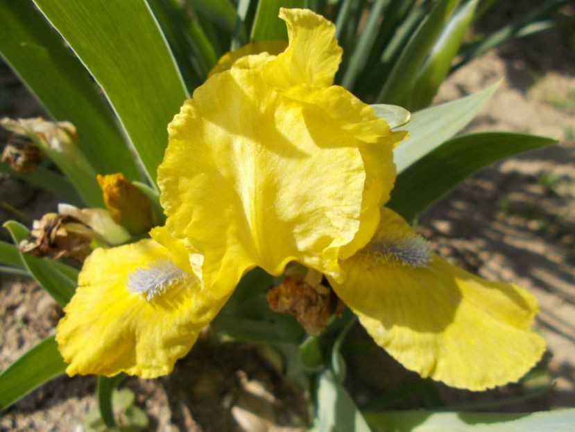  - Irisi-2017 Pumila si Barbata Nana