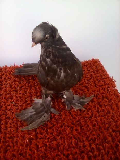 Castanie - electrocutată pe un fir de înaltă tensiune ... - Pui 2017