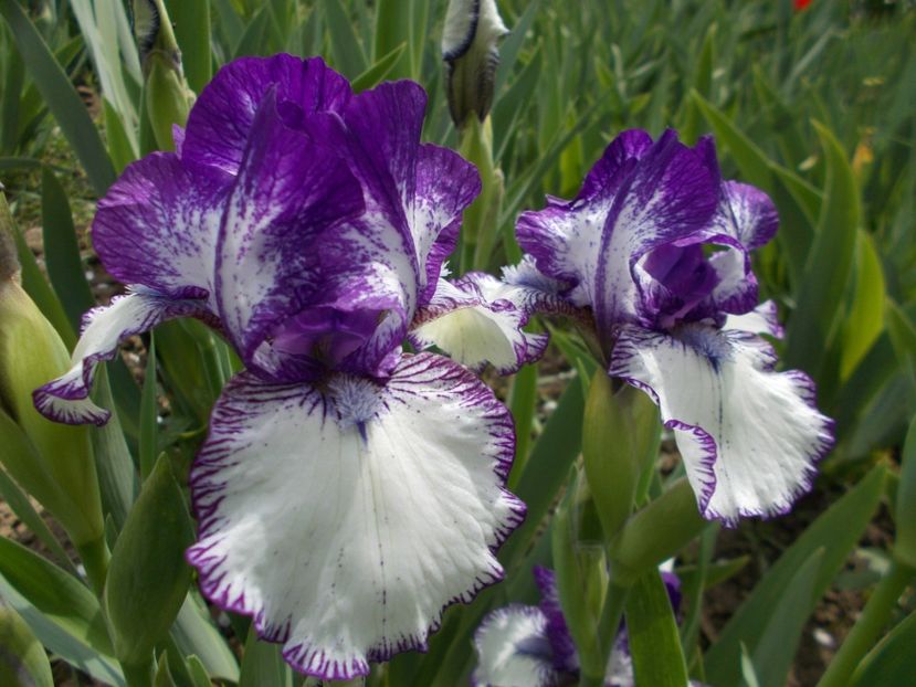  - Irisi-2017 Barbata Elatior si Intermedia