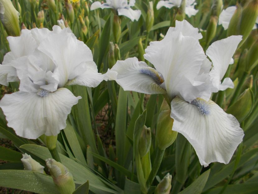 LOVE' S TUNE - Irisi-2017 Barbata Elatior si Intermedia