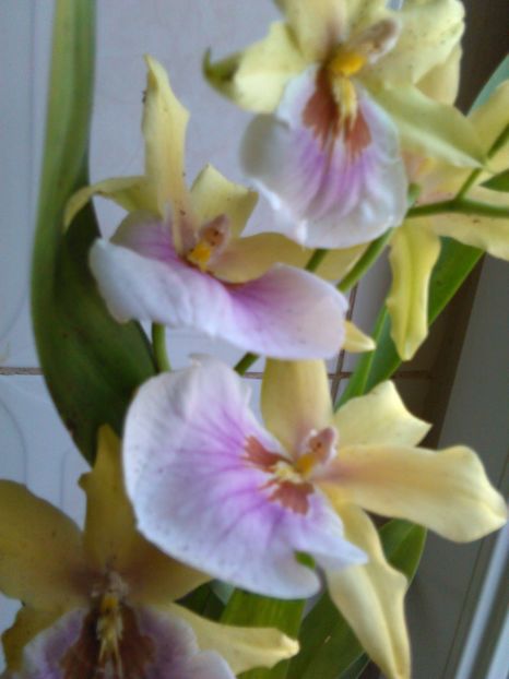  - ORHIDEE MILTONIA 2017