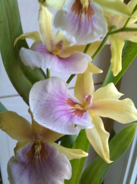  - ORHIDEE MILTONIA 2017