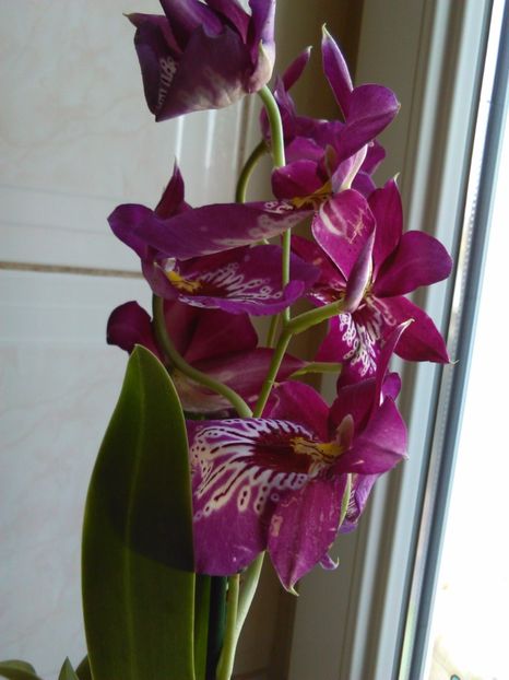  - ORHIDEE MILTONIA 2017