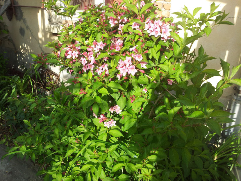  - Primavara - Vara 2017