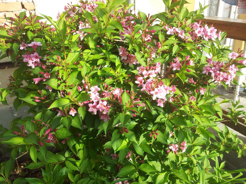  - Primavara - Vara 2017