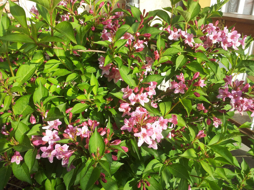  - Primavara - Vara 2017