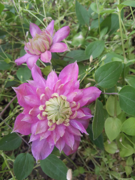  - Primavara - Vara 2017