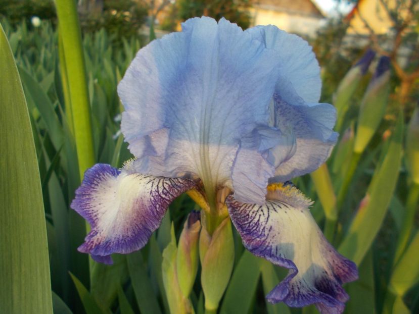  - Irisi-2017 Barbata Elatior si Intermedia