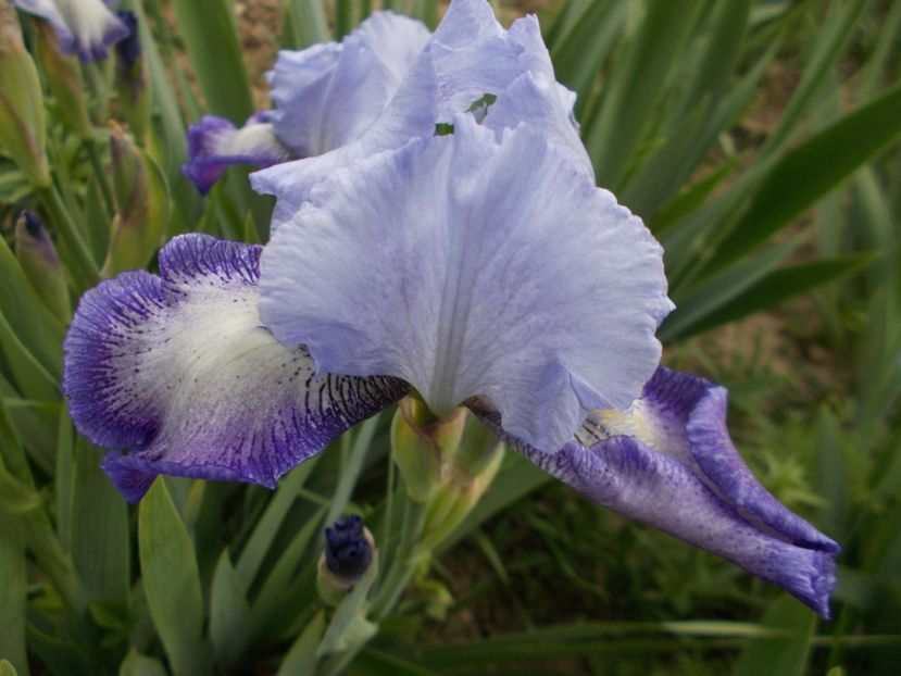 MISTIGRI - Irisi-2017 Barbata Elatior si Intermedia