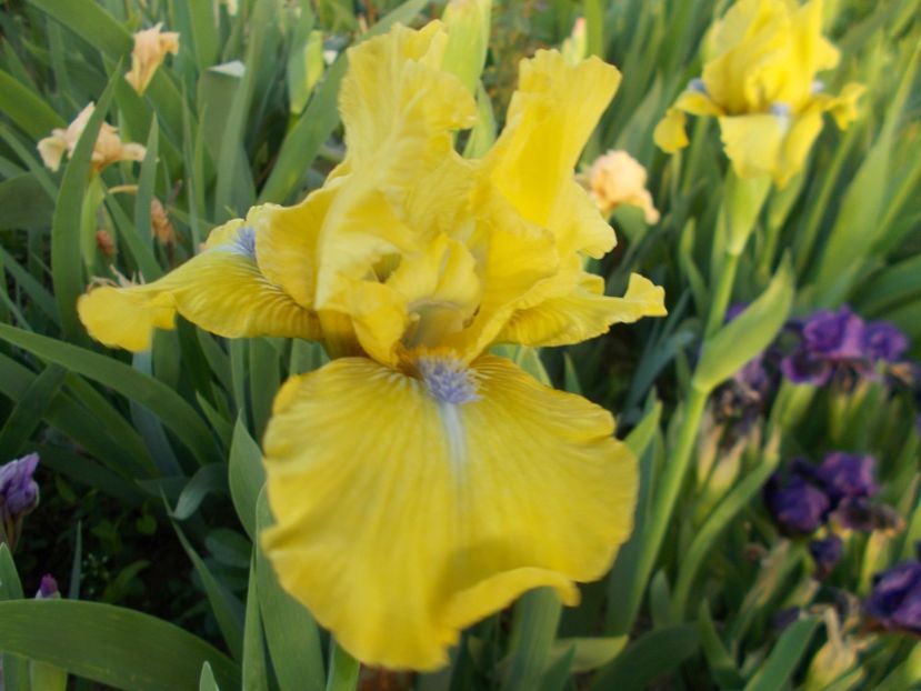 BLUE EYED BLOND - Irisi-2017 Barbata Elatior si Intermedia