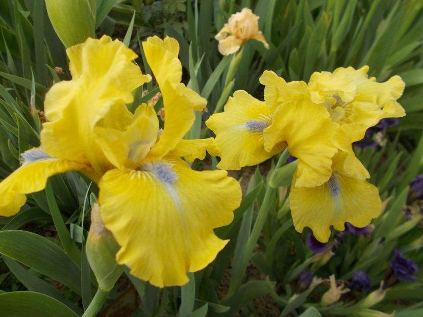  - Irisi-2017 Barbata Elatior si Intermedia