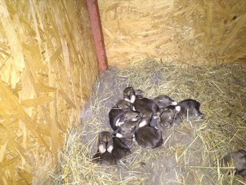  - Cuib ugg fem 1-2017