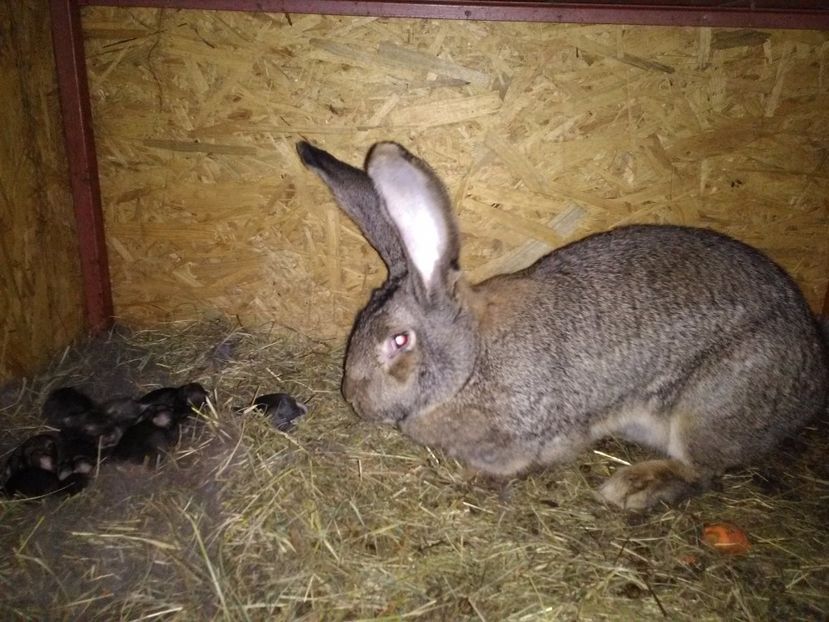  - Cuib ugg fem 1-2017