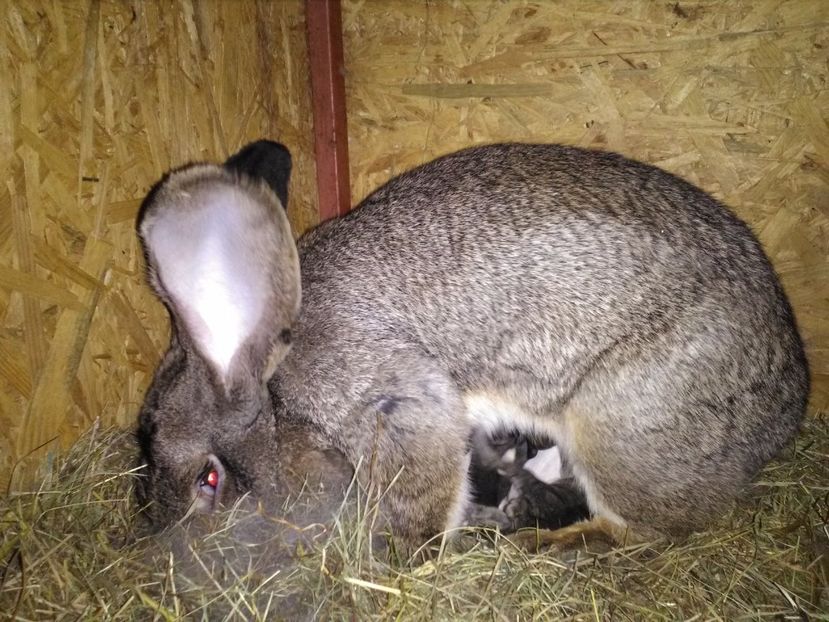  - Cuib ugg fem 1-2017