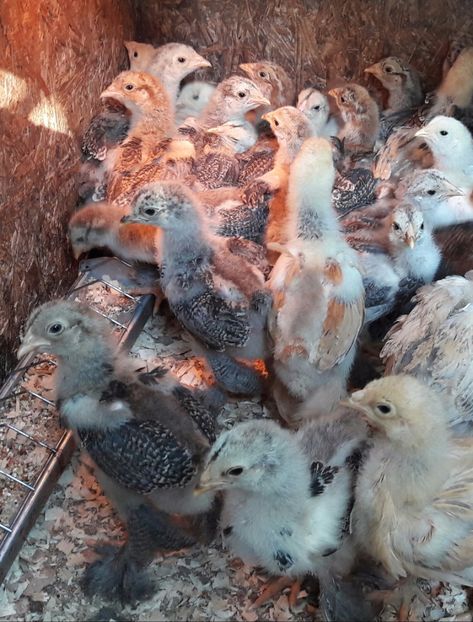  - a__Pui si tineret brahma 2017