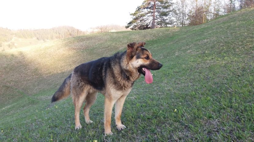 Limba - Drumetie 27 aprilie 2017