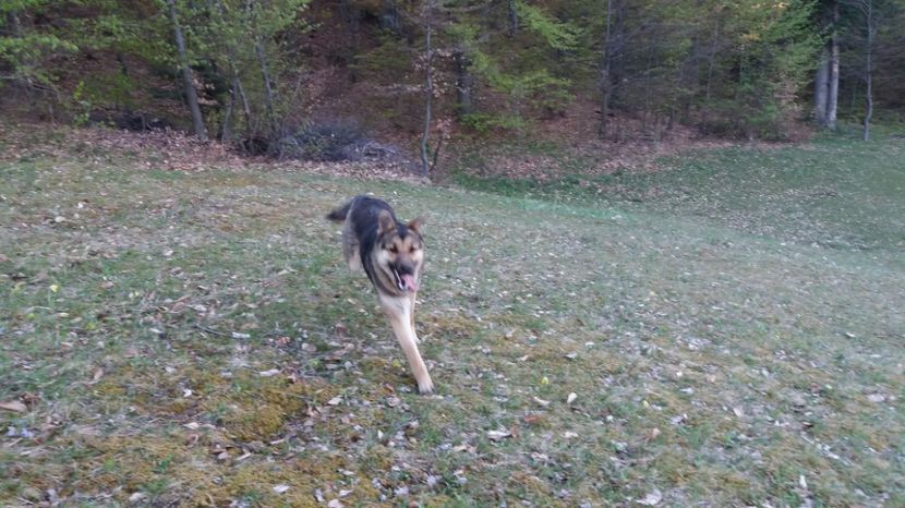 Alergam - Drumetie 27 aprilie 2017